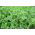 Proljetna grahorica za usjeve - 1000 g - Vicia sativa - sjemenke