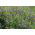 Proljetna grahorica za usjeve - 1000 g - Vicia sativa - sjemenke