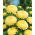 Gele pioenaster - 500 zaden - Callistephus chinensis
