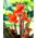 Canna, Blumenrohr Durban