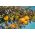 Vogelgaas 5 x 2 m - 