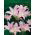 Hippeastrum - Belladonna - XXL