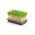 Karse - BIO - 13500 frø - Lepidium sativum