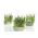 Sprouts - zaden - Bieslook - BIO - 2550 zaden - Allium schoenoprasum L.