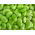 BIO - Záhradné bean "Superaguadulce" - certifikované organické semená - Vicia faba L.