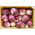 BIO - Radicchio "Palla rossa 3" - gecertificeerde biologische zaden; Witlof - 360 zaden - Cichorium intybus