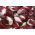 BIO - Radicchio "Palla rossa 3" - gecertificeerde biologische zaden; Witlof - 360 zaden - Cichorium intybus