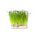 Sprouts - zaden - Bieslook - BIO - 2550 zaden - Allium schoenoprasum L.