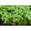 Karse - BIO - 13500 frø - Lepidium sativum