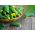 Uborka - Dar - BIO - 110 magok - Cucumis sativus