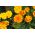 Tagetes - Sammets - Bonanza Series - 175 frön - Tagetes patula L.
