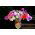 Home Garden - Sweet pea "Knee-Hi" - per coltivazione indoor e balcone - 60 semi - Lathyrus odoratus