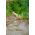 Home Garden - Dill "Compact" - for indoor and balcony cultivation - 2800 seeds