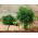 Home Garden - Dill "Compact" - for indoor and balcony cultivation - 2800 seeds