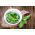 Home Garden - Candyleaf "Sweetheart" - for indoor and balcony cultivation - 24 seeds