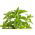 Home Garden - Candyleaf "Sweetheart" - for indoor and balcony cultivation - 24 seeds