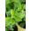 Home Garden - Candyleaf "Sweetheart" - for indoor and balcony cultivation - 24 seeds
