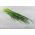 Metélőhagyma - Broad Leaf - 1700 magok - Allium schoenoprasum L.