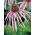 Ехинацея, Coneflower Pallida - луковица / грудка / корен - Echinacea pallida