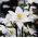 Eucharis amazonica, Amazonaslilie, Herzenskelch