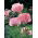 Gelincik, Haşhaş Helen Elisabeth - ampul / yumru / kök - Papaver orientale