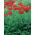 Poppy oriental - Papaver orientale - 1 pc