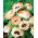Amapola oriental - Picotee - Papaver orientale