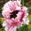 Keleti mák - Ruffled Patty - Papaver orientale