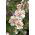 Alcea, Hollyhocks Parkfrieden - цибулина / клубень / корінь - Alcea 