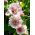 Alcea, Hollyhocks Parkfrieden - цибулина / клубень / корінь - Alcea 