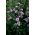 Alcea, Stockrose, Malve Parkrondell