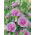 Alcea - Parkrondell
