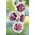 White–pink hollyhock – Creme de Cassis – 1 pc