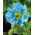 Meconopsis Betonicifolia, Macul Himalaya - bulb / tuber / rădăcină