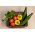 Cucumber "Telegraph Improved" - salad, extremely long - up to 40 cm - variety - 150 seeds