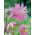 Almindelig akeleje - Pink Barlow - Aquilegia vulgaris