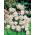 Aquilegia, Columbiaine, Granny's Bonnet White Barlow - củ / củ / rễ - Aquilegia vulgaris