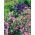 Almindelig akeleje - Pink Barlow - Aquilegia vulgaris