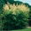 Erdei tündérfürt - Aruncus dioicus