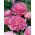 Bazsarózsa - Edulis Superba - Paeonia