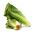 Laitue romaine - Liwia - Lactuca sativa L. var. longifolia - graines