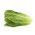 Laitue romaine - Liwia - Lactuca sativa L. var. longifolia - graines