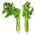 Celery "Plein Blanc Pascal" - vividly green, best for soups - 2600 seeds