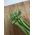 Celery "Plein Blanc Pascal" - vividly green, best for soups - 2600 seeds