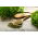 Home Garden - Leaf parsley variety mix - for indoor and balcony cultivation - 3000 seeds