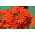 Croce di Malta, amore ardente, salmone scuro, fiore di Bristol, croce di Gerusalemme - 460 semi - Lychnis chalcedonica