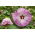 โรสแมลโลว์, บึงโรสแมลโลว์, โรสแมรี่ crimsoneyed, โรสแมรี่ตะวันออก - Hibiscus moscheutos - เมล็ด