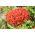 Croce di Malta, amore ardente, salmone scuro, fiore di Bristol, croce di Gerusalemme - 460 semi - Lychnis chalcedonica