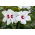 โรสแมลโลว์, บึงโรสแมลโลว์, โรสแมรี่ crimsoneyed, โรสแมรี่ตะวันออก - Hibiscus moscheutos - เมล็ด