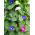 Blomman för dagen - Early Call - 40 frön - Ipomoea tricolor